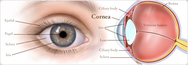 Cornea